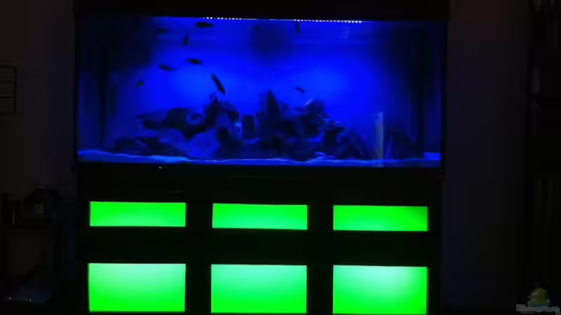 Aquarium Malawi von Danny Michel (4)