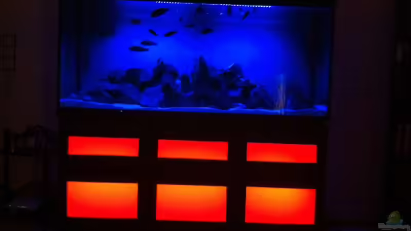 Aquarium Malawi von Danny Michel (5)