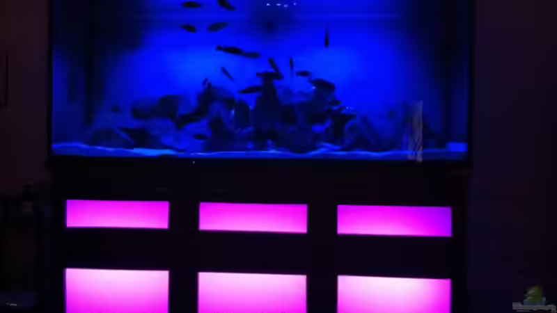 Aquarium Malawi von Danny Michel (6)