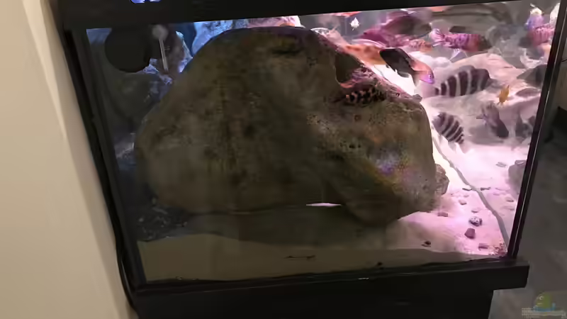 Aquarium Malawi von David Malawi (2)