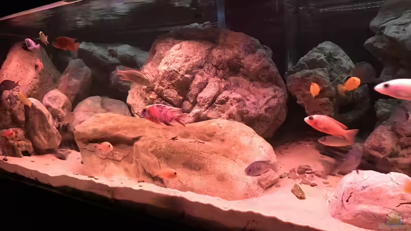 Aquarium Malawi von David Malawi (3)