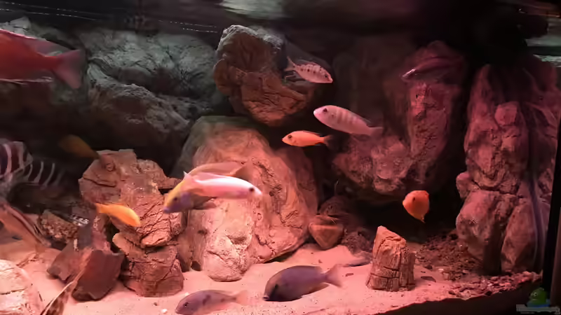Aquarium Malawi von David Malawi (4)