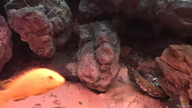 Aquarium Malawi von David Malawi (5)