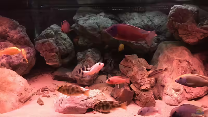 Aquarium Malawi von David Malawi (6)