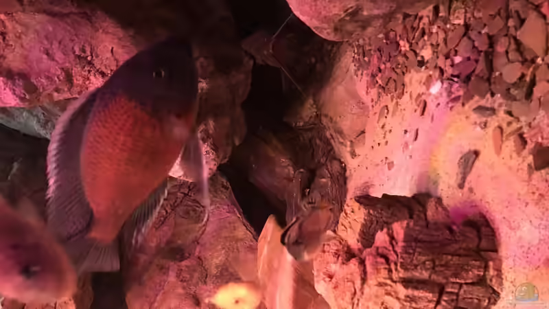 Aquarium Malawi von David Malawi (7)