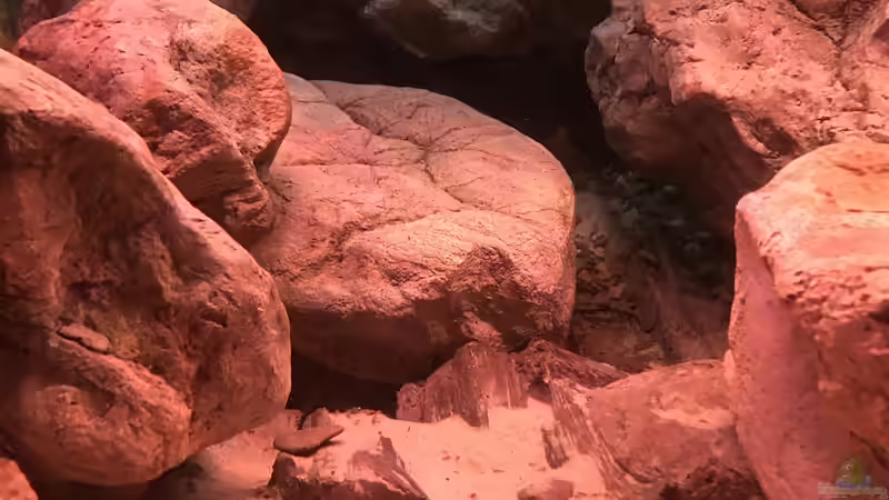 Aquarium Malawi von David Malawi (8)