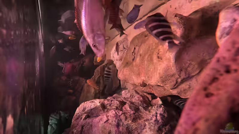 Aquarium Malawi von David Malawi (9)