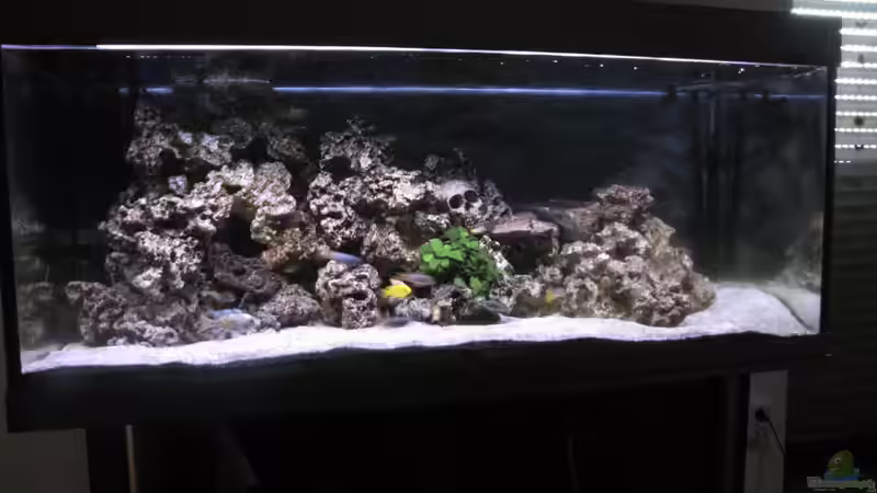 Aquarium Malawi von DawnInMunich (3)