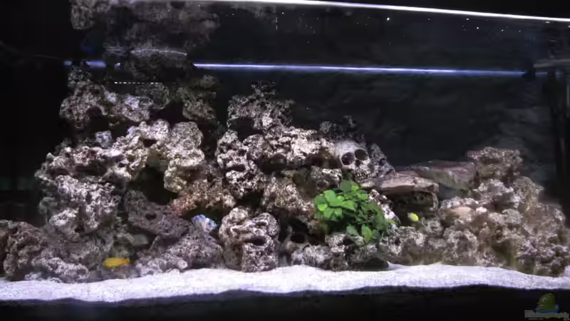 Aquarium Malawi von DawnInMunich (4)