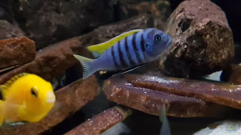 Aquarium Malawi von Dietmar Pfeffer (10)