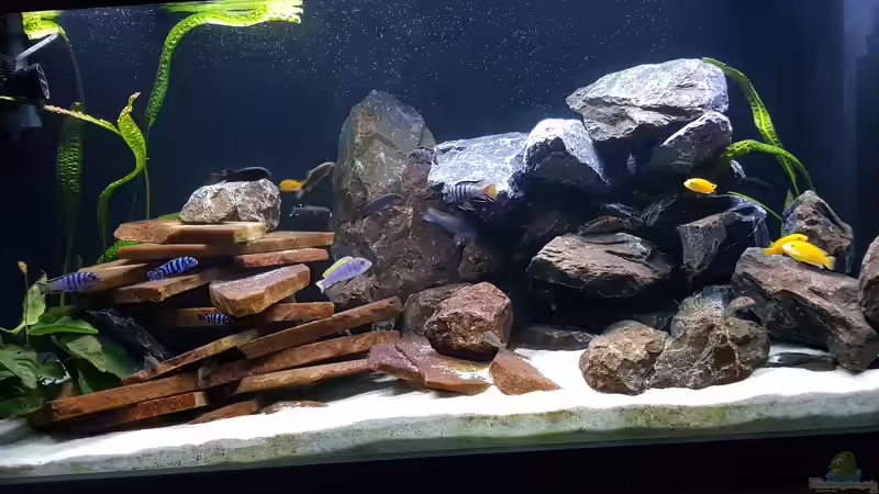 Aquarium Malawi von Dietmar Pfeffer (3)
