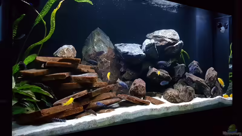 Aquarium Malawi von Dietmar Pfeffer (5)