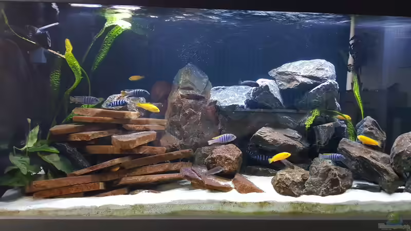 Aquarium Malawi von Dietmar Pfeffer (6)