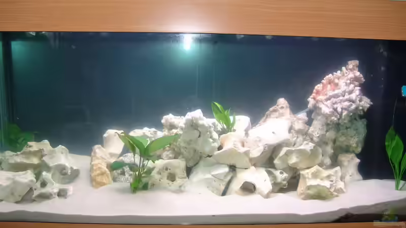 Aquarium Malawi von Fabian Lehmann (2)