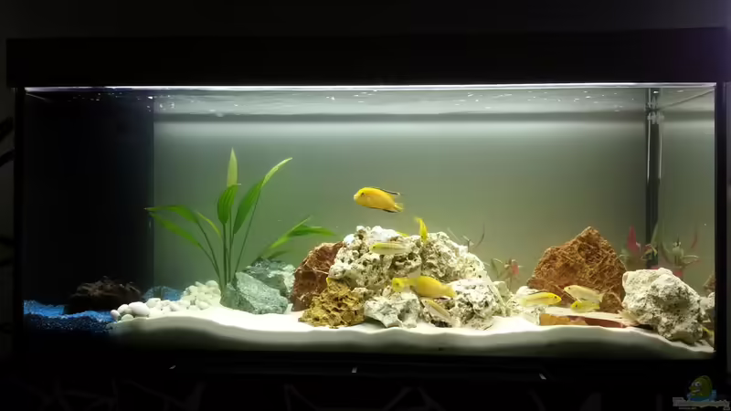 Aquarium Malawi von Kaspian (2)