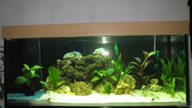 Aquarium Malawi von Kaspian (3)