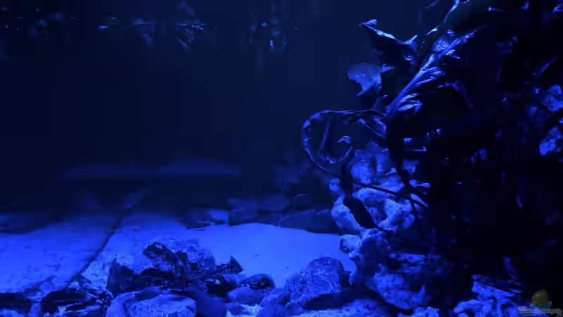 Aquarium Malawi von Klaus G (6)