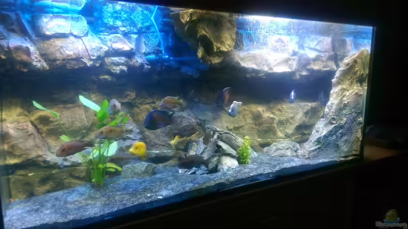Aquarium Malawi von *Malawi* (3)