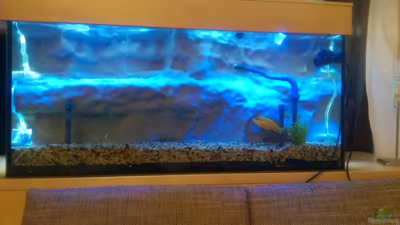 Aquarium Malawi von *Malawi* (8)