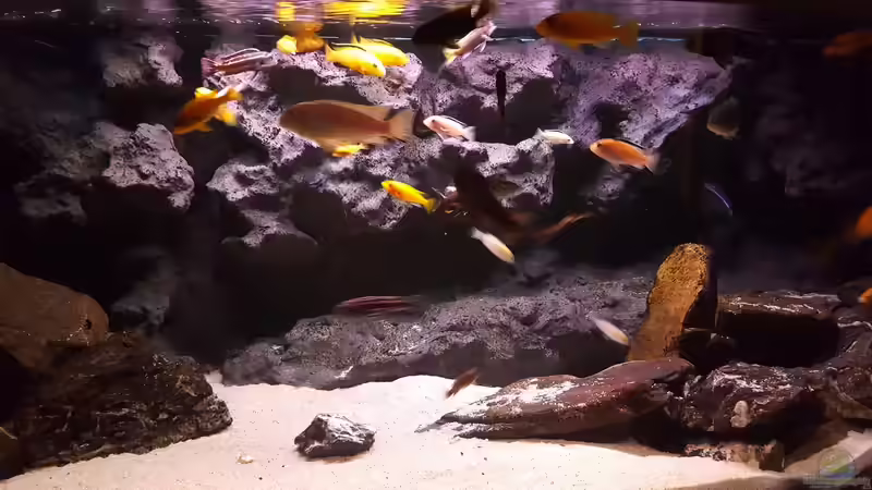 Aquarium Malawi von malawifans (2)