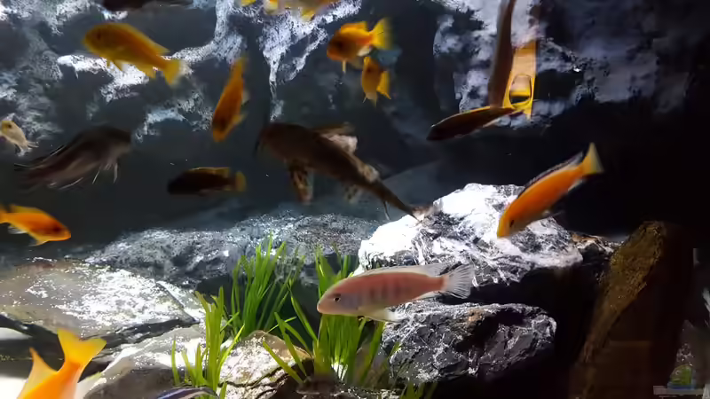 Aquarium Malawi von malawifans (3)