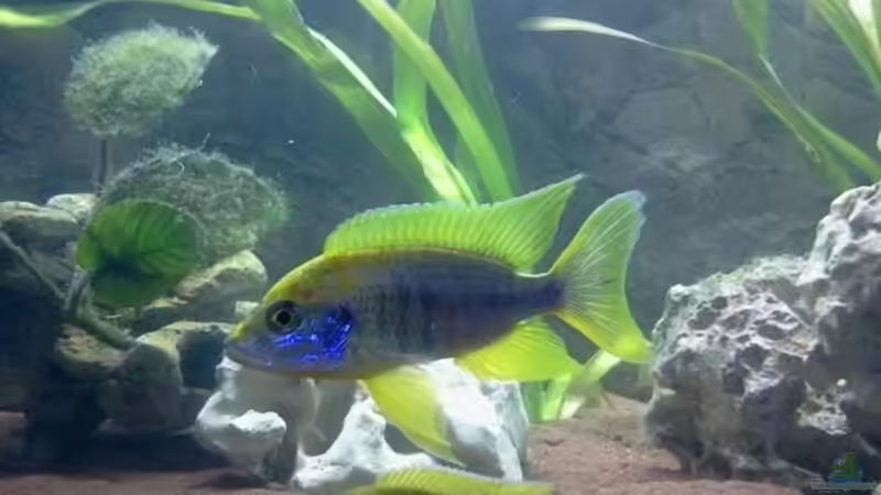 Aquarium Malawi von Manuela Brunner (2)