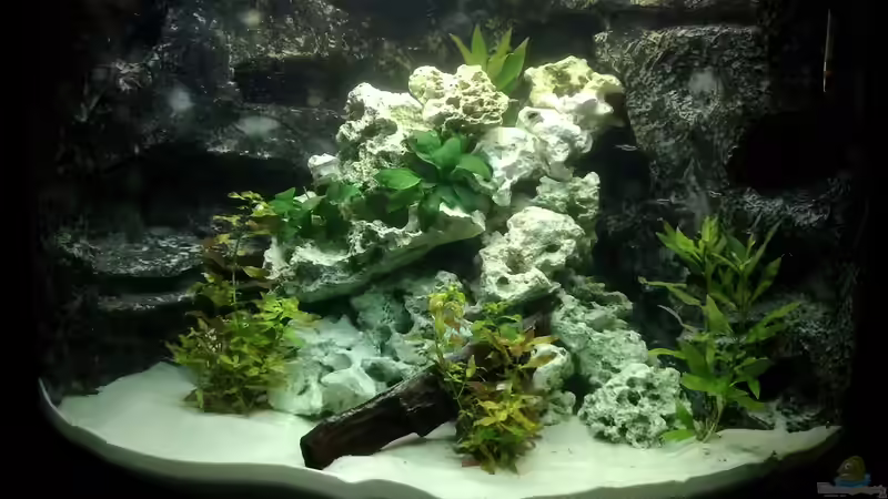 Aquarium Malawi von Matthias Stett (2)