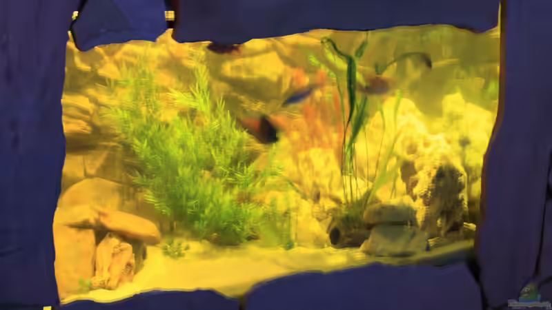 Aquarium Malawi von Sascha Vienerius (3)