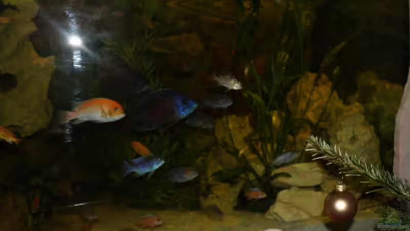 Aquarium Malawi von Sascha Vienerius (4)