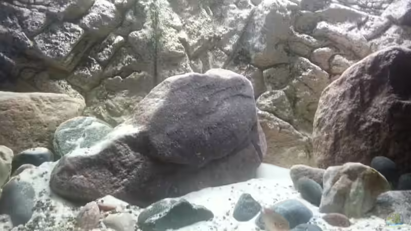 Aquarium MALAWI von Simtalus (2)