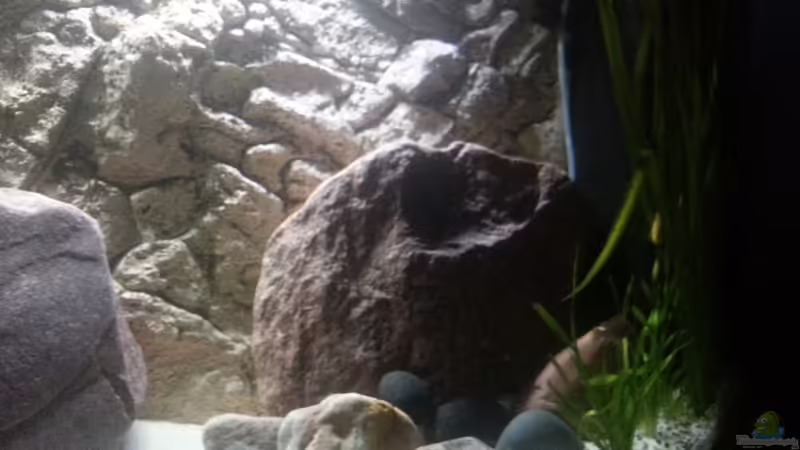 Aquarium MALAWI von Simtalus (3)
