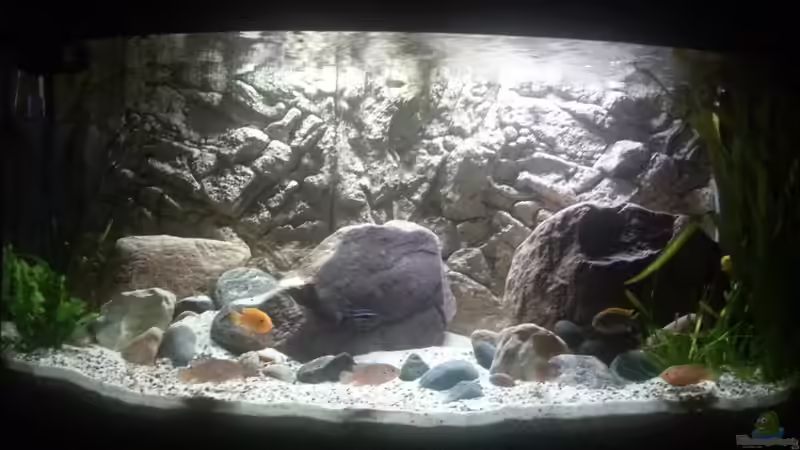 Aquarium MALAWI von Simtalus (5)