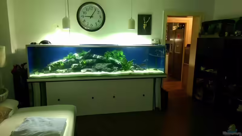 Aquarium Malawi von Tobi und Esther (2)