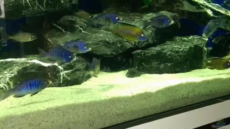 Aquarium Malawi von Tobi und Esther (3)