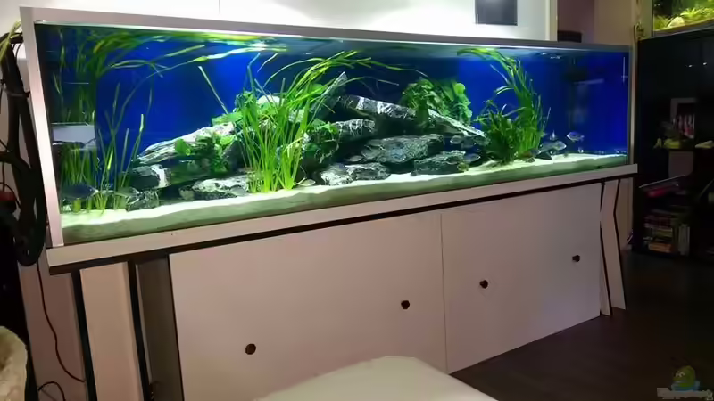 Aquarium Malawi von Tobi und Esther (4)