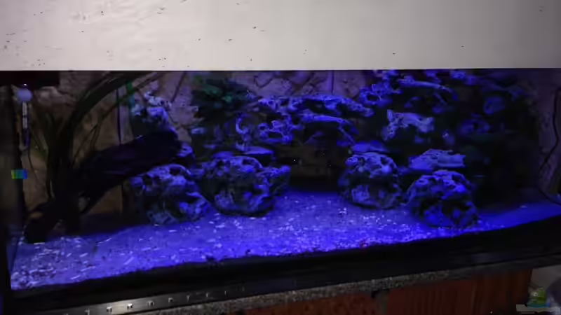 Aquarium Malawi von tobsen (4)