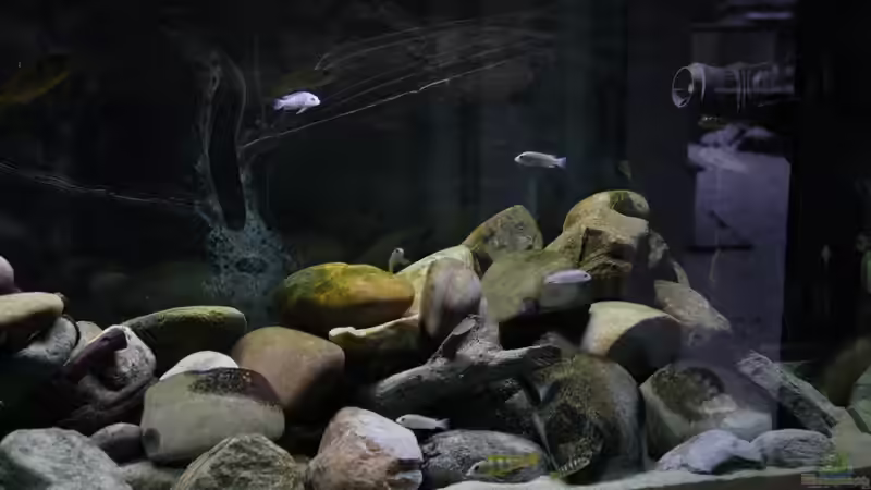 Aquarium Malawi von tolschy (2)