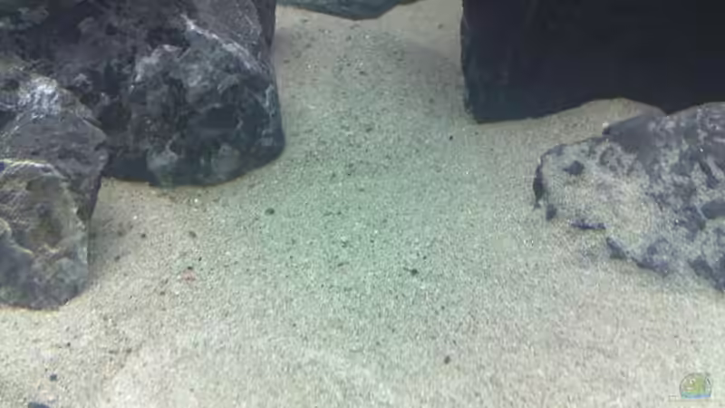 Aquarium Malawi Wohnzimmer (aufgelöst) von Zigermandli (3)