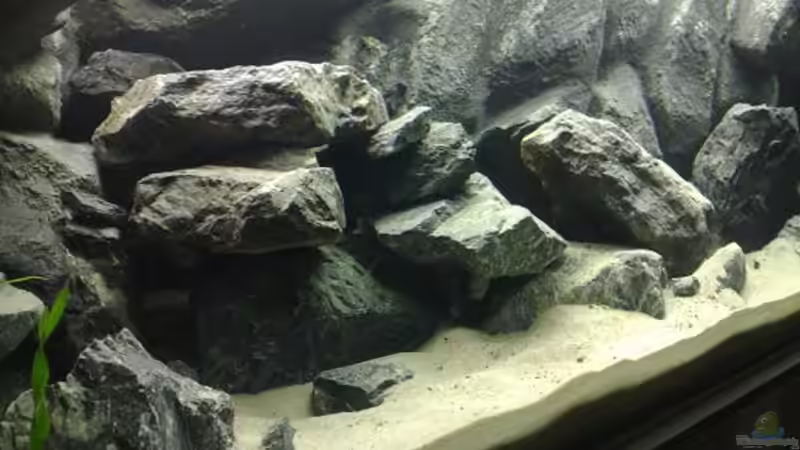 Aquarium Malawi Wohnzimmer (aufgelöst) von Zigermandli (4)