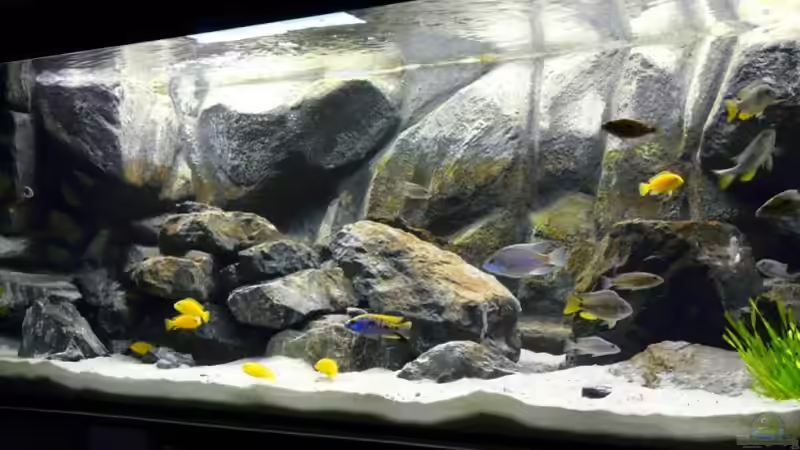 Aquarium Malawi Wohnzimmer (aufgelöst) von Zigermandli (5)