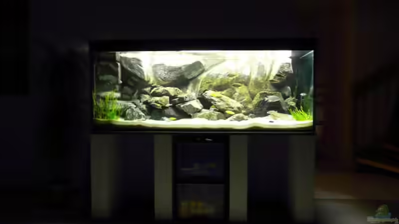 Aquarium Malawi Wohnzimmer (aufgelöst) von Zigermandli (6)