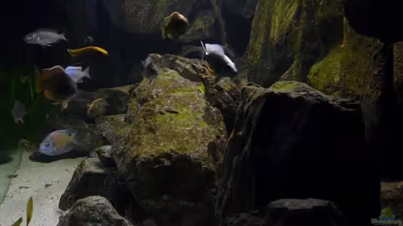 Aquarium Malawi Wohnzimmer (aufgelöst) von Zigermandli (8)