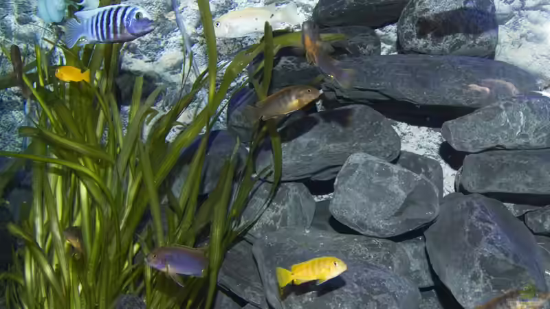 Aquarium Malawibecken 300L von Jo (5)