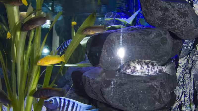 Aquarium Malawibecken 300L von Jo (6)