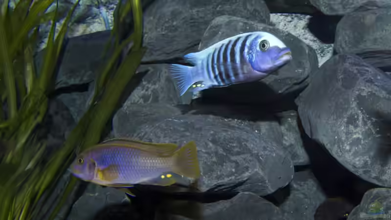 Aquarium Malawibecken 300L von Jo (7)