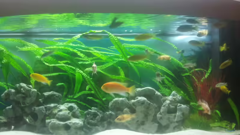 Aquarium Malawibecken 450l von Tobias (4)