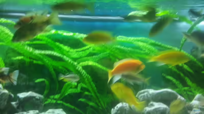 Aquarium Malawibecken 450l von Tobias (5)