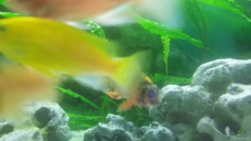 Aquarium Malawibecken 450l von Tobias (6)