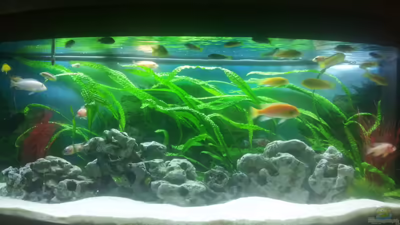 Aquarium Malawibecken 450l von Tobias (7)