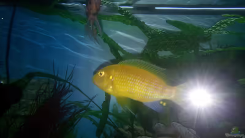 Aquarium Malawibecken 450l von Tobias (9)